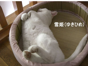yuki.jpg